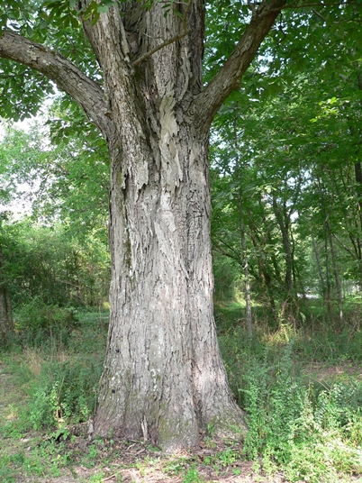 {Carya ovata}